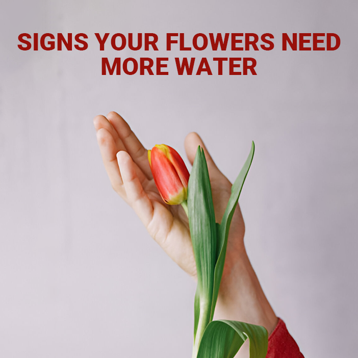 What Are the Signs That My Flowers Are Not Getting Enough Water?